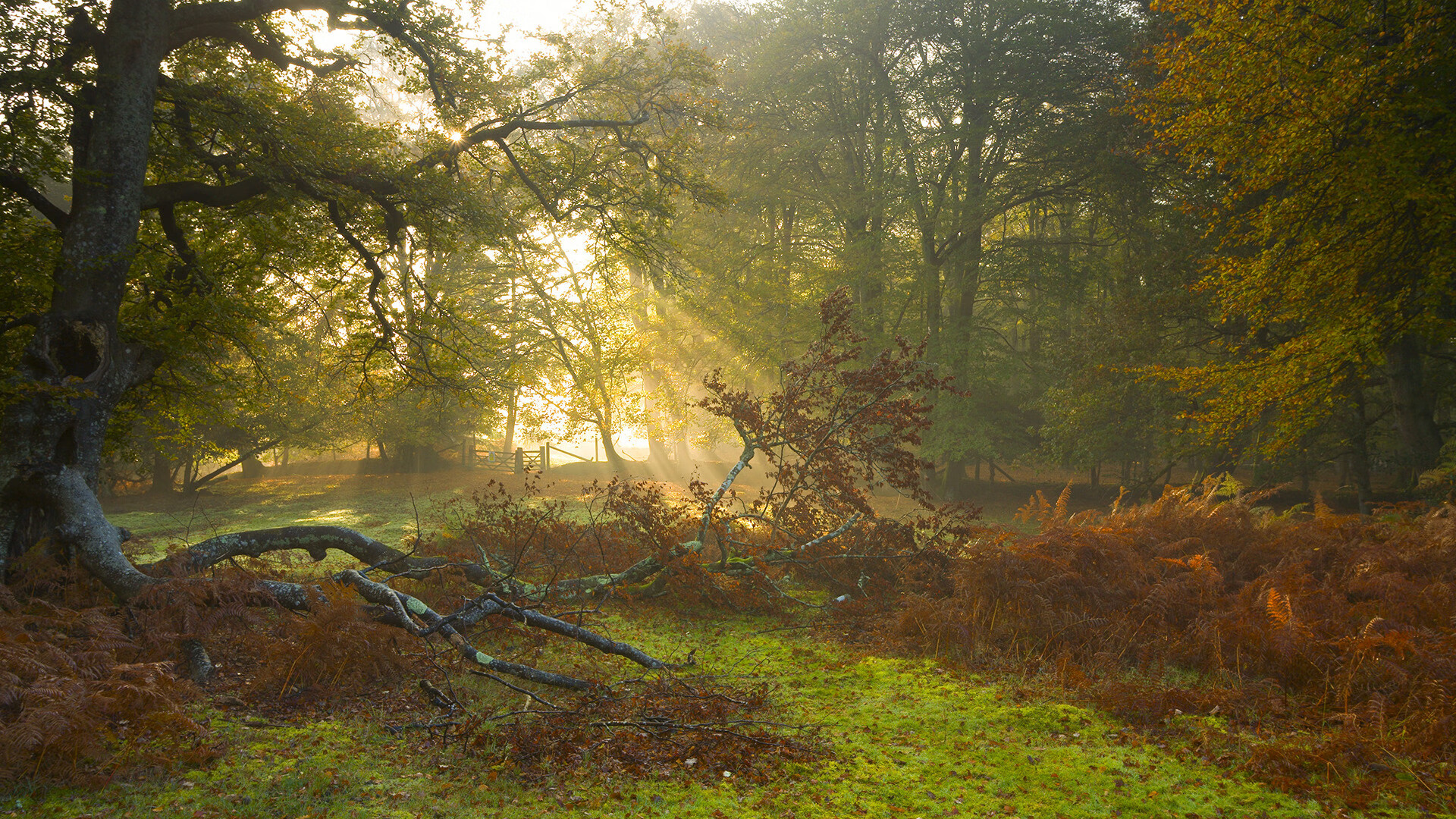 巴西举办篮球知识讲座,巴西篮球全武行