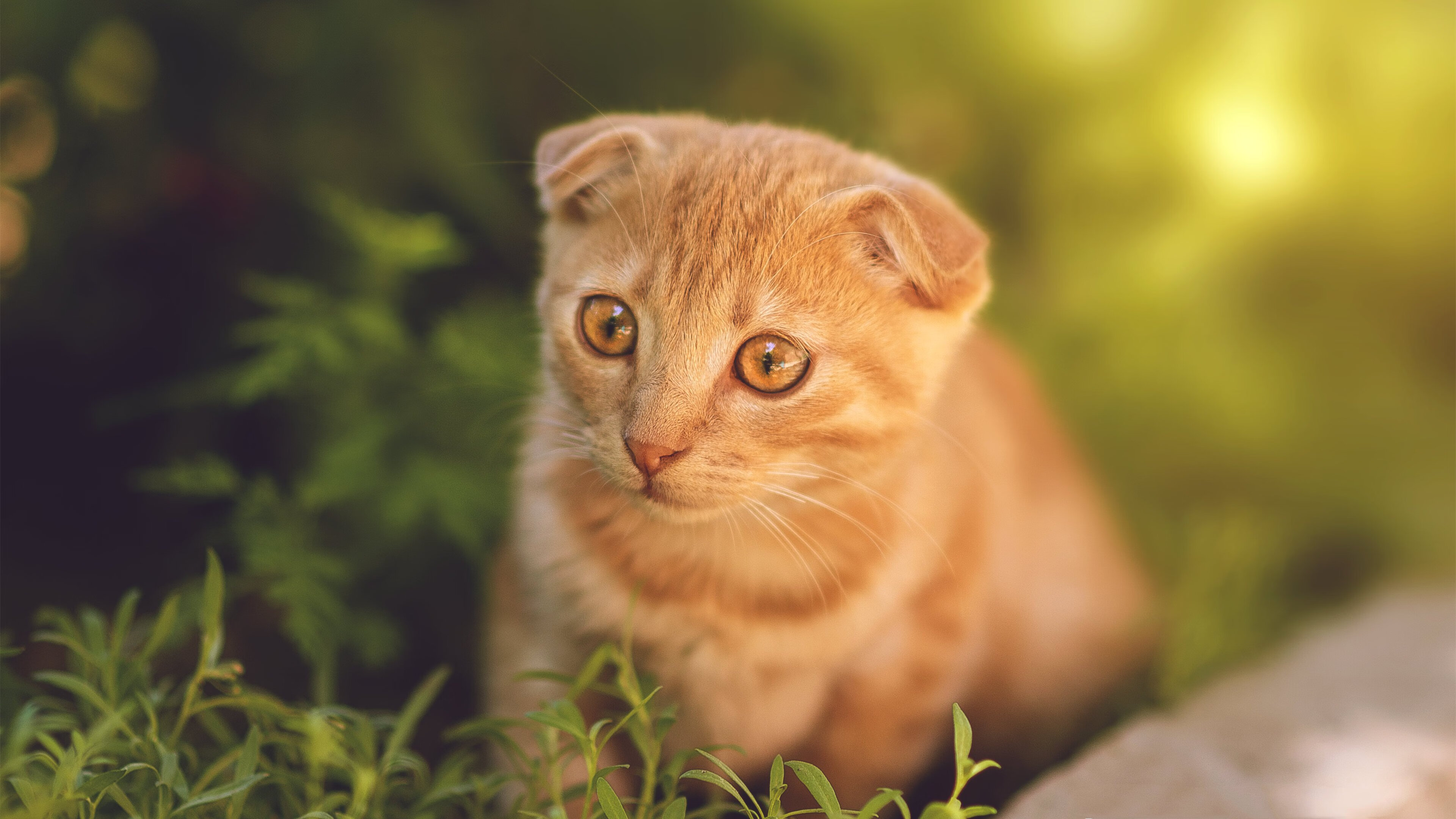 户外攀岩巡回赛,突破极限迎难而上,野外攀岩视频比赛视频