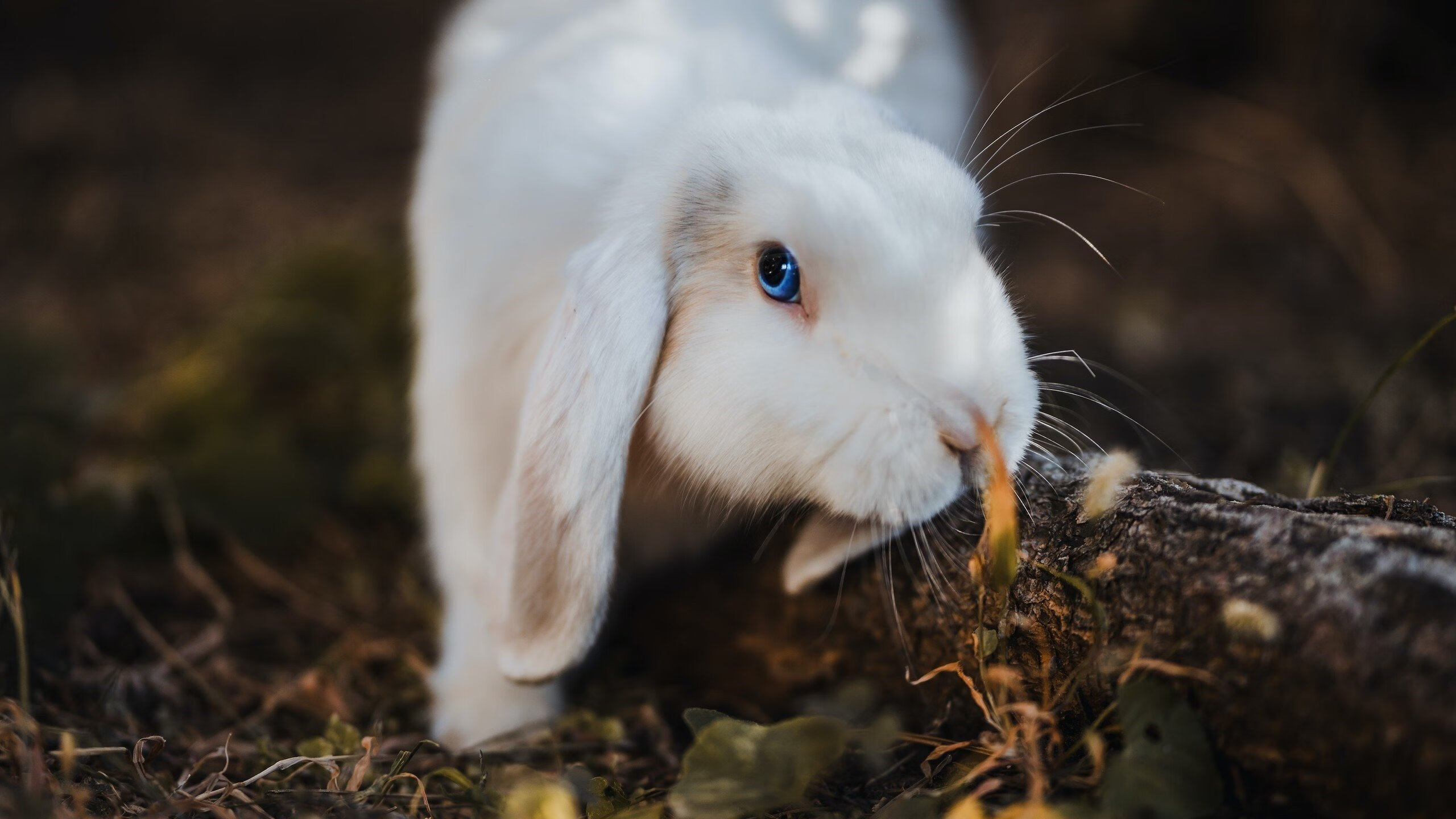 切尔西主帅兰帕德不满裁判判罚，遭遇罚款，兰帕德接任切尔西主教练