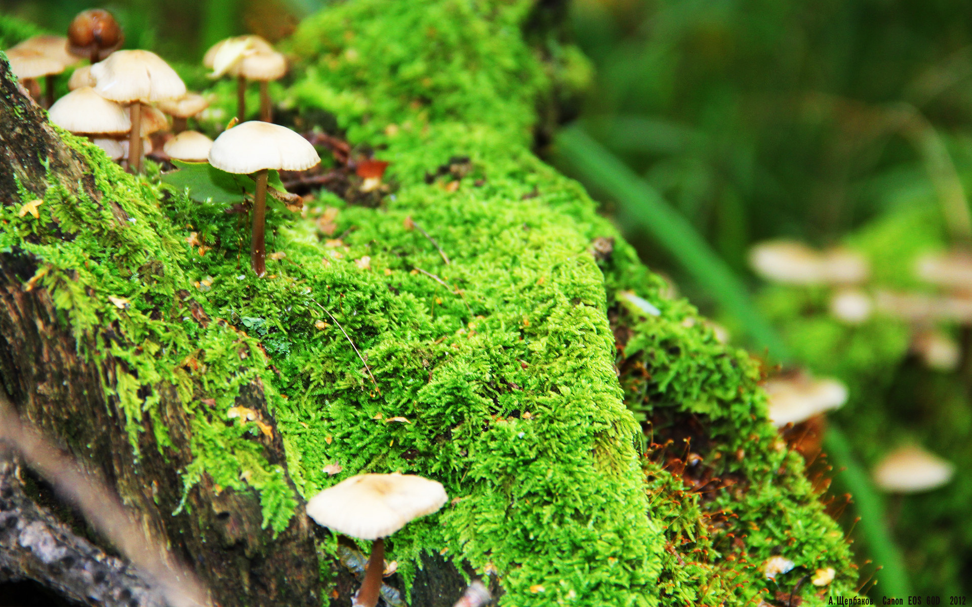 Kaiyun(中国)开云-土耳其队在对挪威的比赛中一路领先，锁定胜局，土耳其对挪威比赛结果