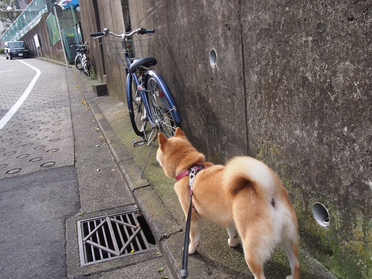 开云体育官方网入口-土耳其队遭遇厄运：挑战英格兰赛季提前结束，土耳其联赛