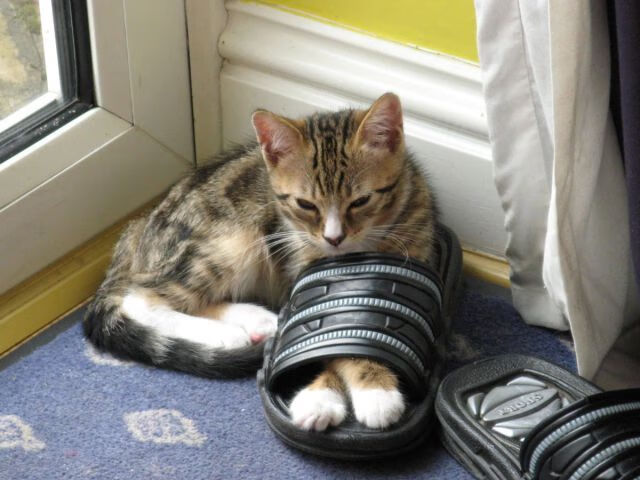 巴萨势不可挡,力争击败圣保罗队,sergio巴萨