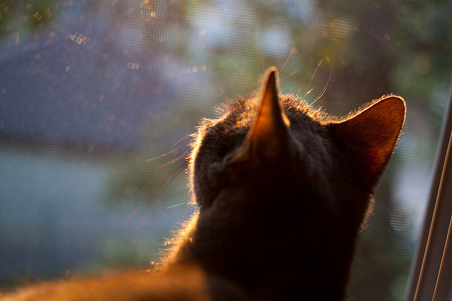 巴萨卫冕之路强劲！梅西绝杀，全队晋级，巴萨官方致敬梅西