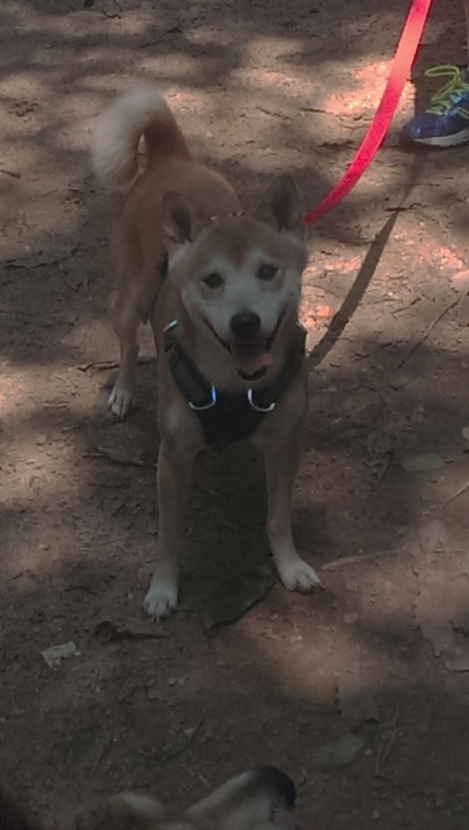 kaiyun官方入口登录-摩洛哥队备战国际比赛，磨合阵容，摩洛哥队员