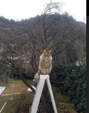 kaiyun中国官方网站-毕尔巴鄂竞技客场2-1战胜莱万特，取得重要胜利，毕尔巴鄂竞技官方商城