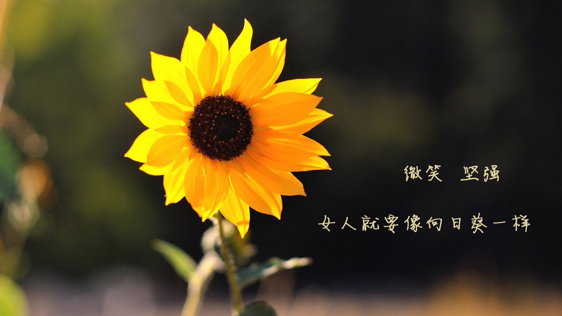 美因茨足球俱乐部在保级战中实现重大突破，美因茨足球俱乐部德甲排名