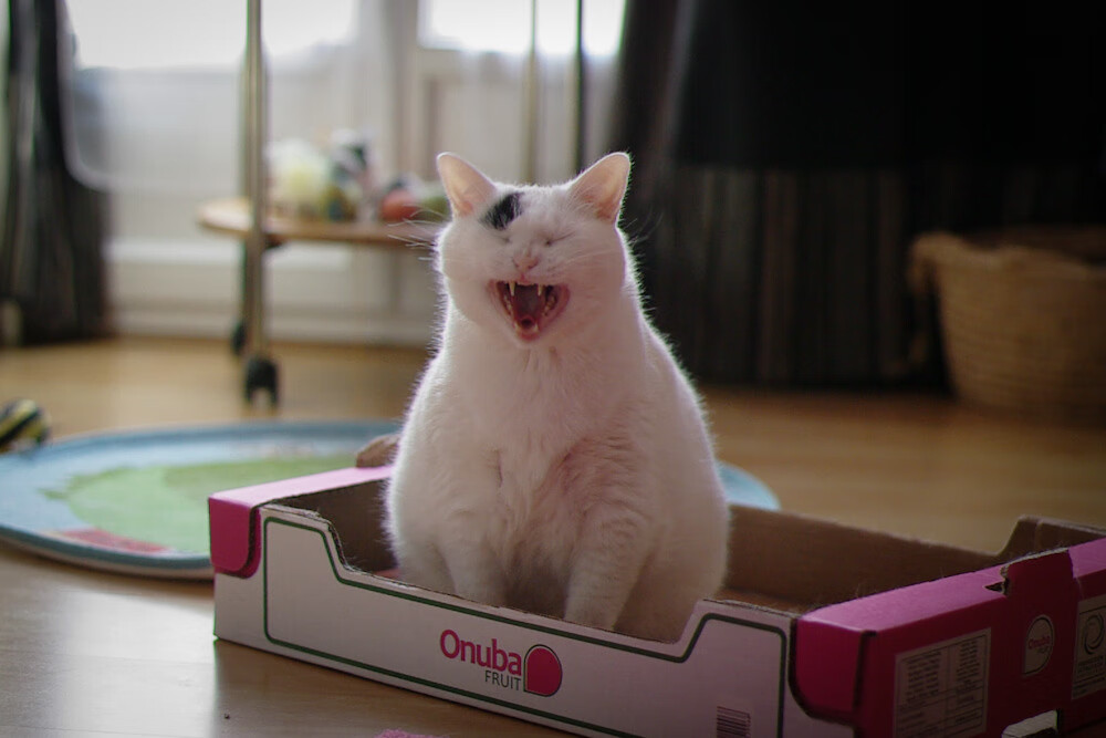 东亚杯国家队战平 技术体系受热议,东亚杯冠军