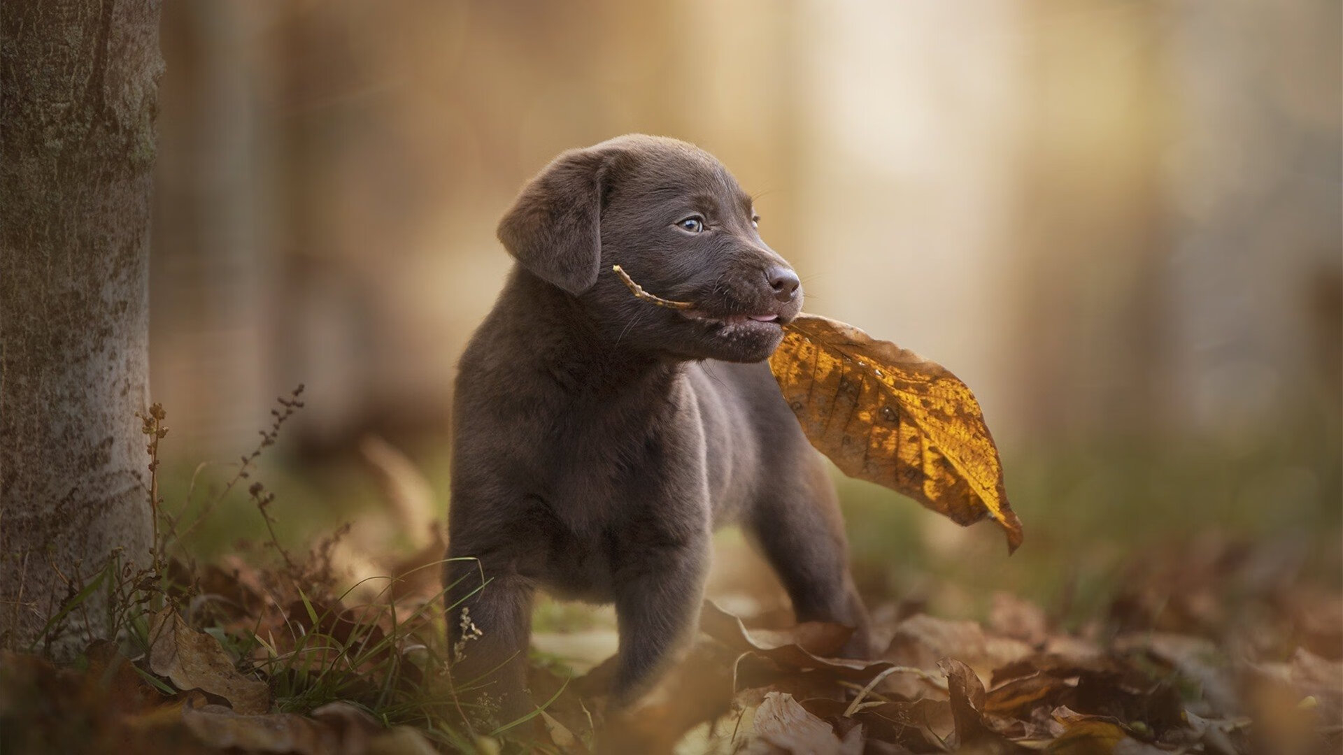 开云·Kaiyun网页版-加拿大队在国际乒联混合团体世界杯中的未来潜力与发展空间，加拿大乒乓球混双名单