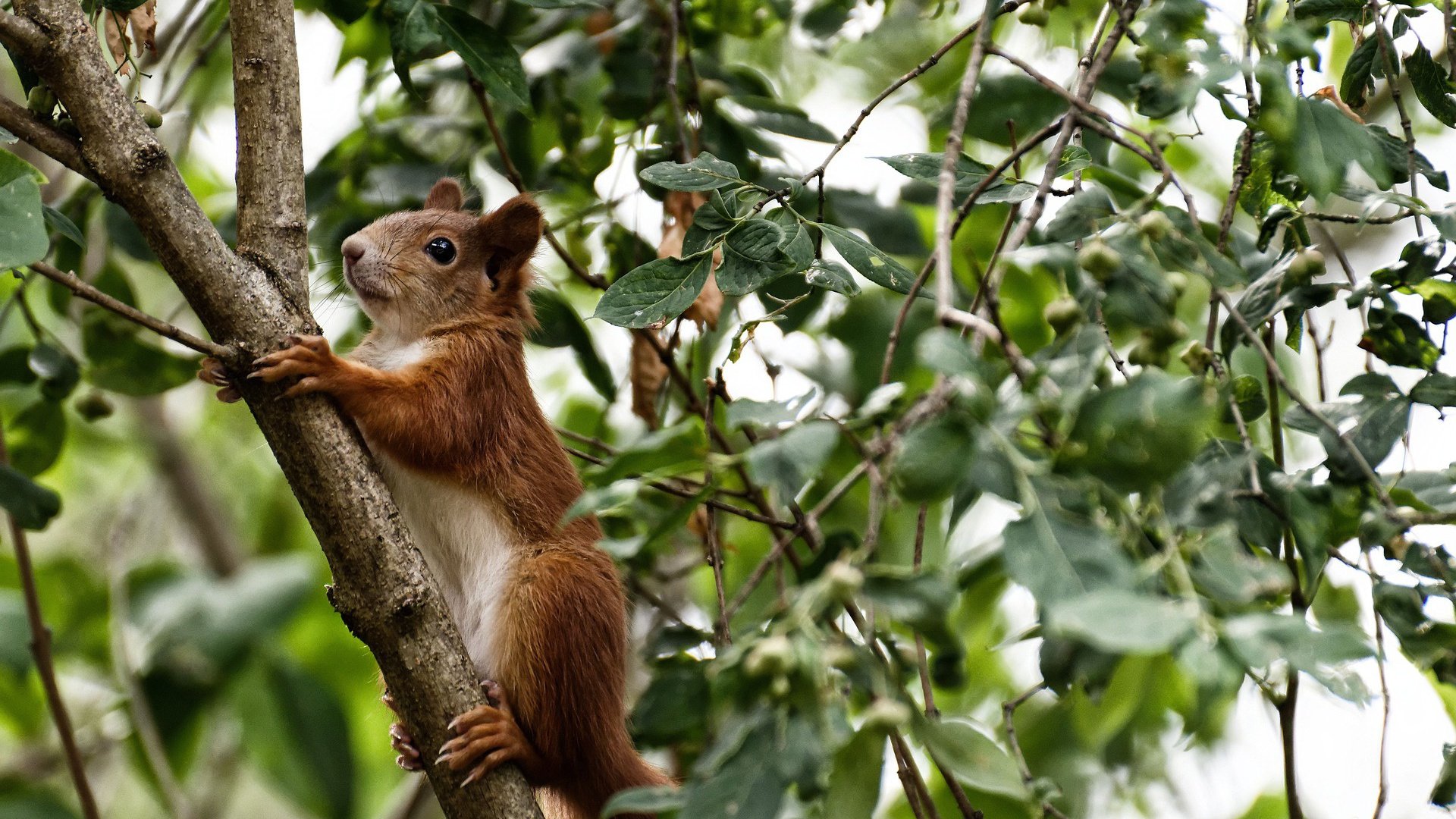 澳女泳队三强之争中稳居第一集团，澳洲泳坛少女惊艳