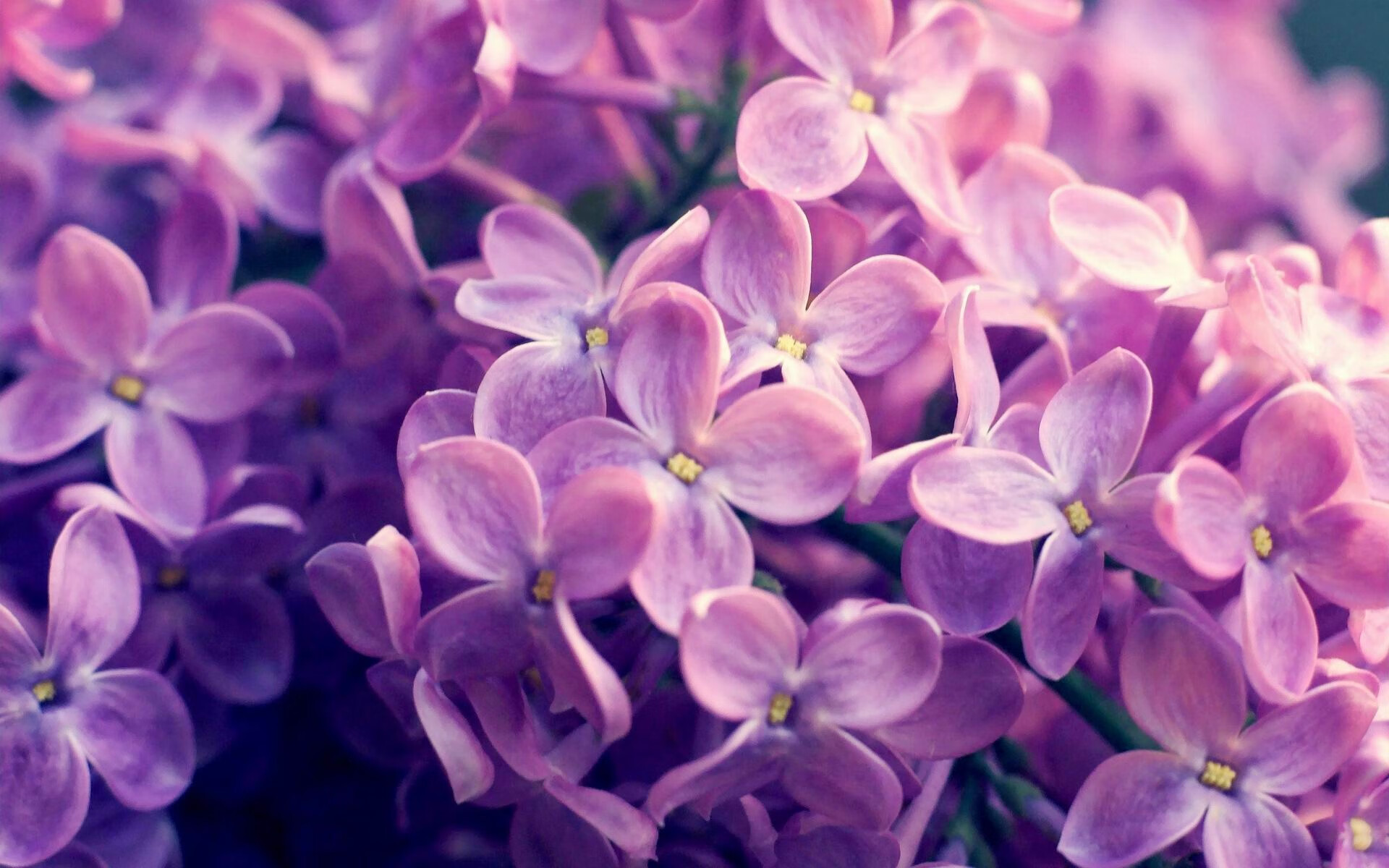 罗马尼亚队团体赛制解析:如何在团体赛中获得最佳表现,罗马尼亚组合