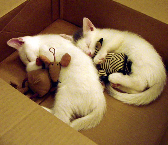 KAIYUN 中国大陆-青训教练员资格体系为何不完善，青训教练员资格体系为何不完善的原因