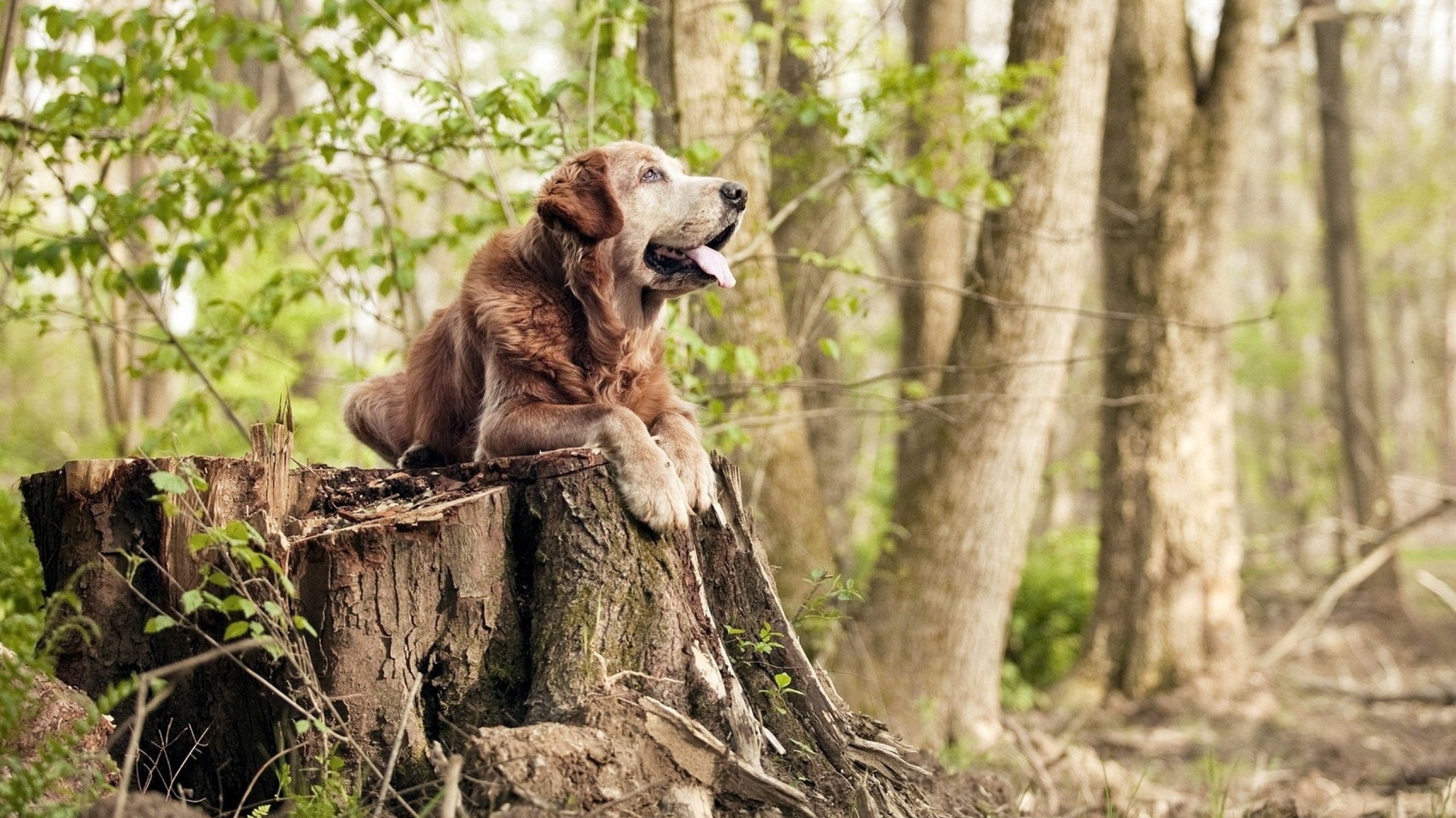 开云在线直播-浓眉表示节能打法能延续整个赛季，浓眉效力的球队