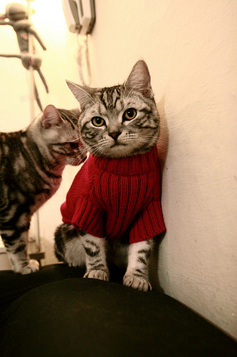 独行侠公布新战术东契奇球权分配合理,曝东契奇同意5年2.07亿续约独行侠