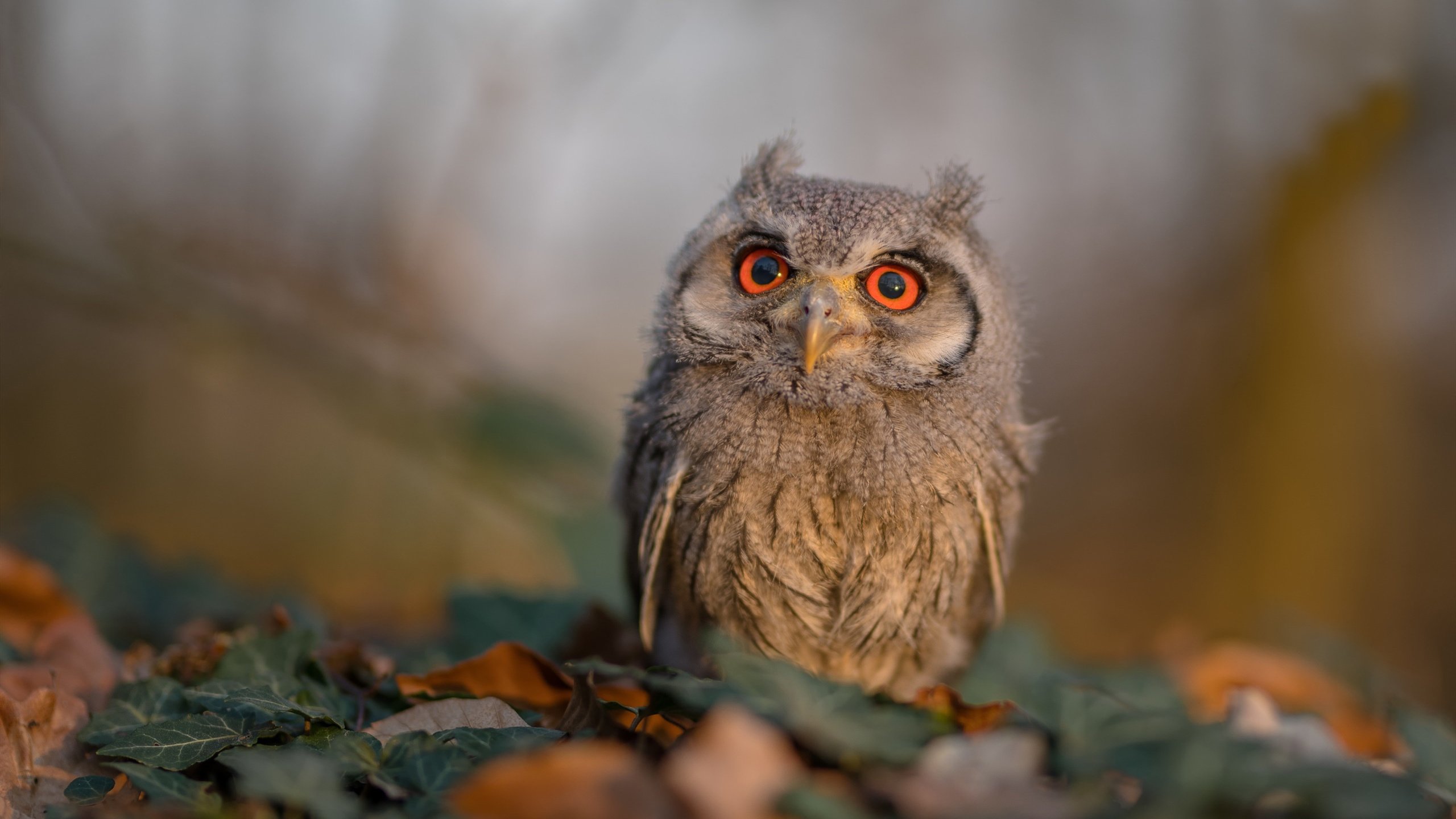 西甲闪耀全场：突破、助攻、精彩纷呈！，西甲出场