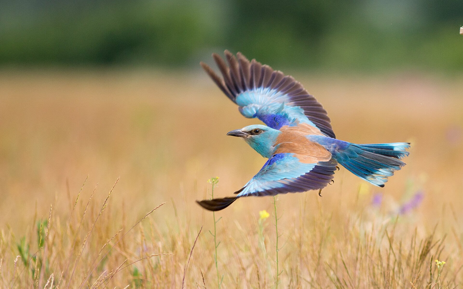 长距离王者之争 梅尔滕斯全力以赴,梅尔滕斯什么水平