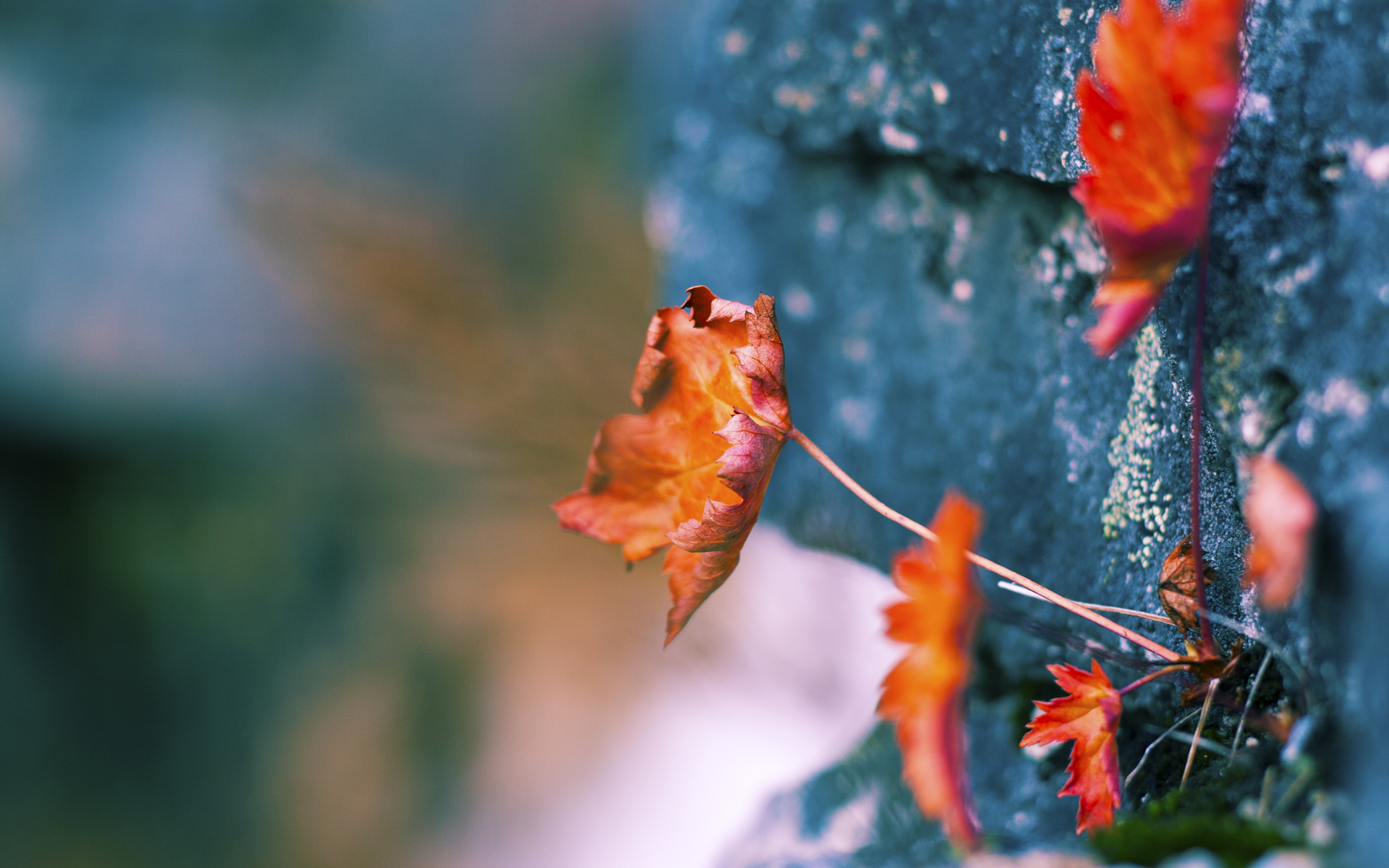 kaiyun官方入口登录-麦肯齐：无与伦比的快速反击能力使全黑队进攻如虎添翼，麦肯齐分了多少钱